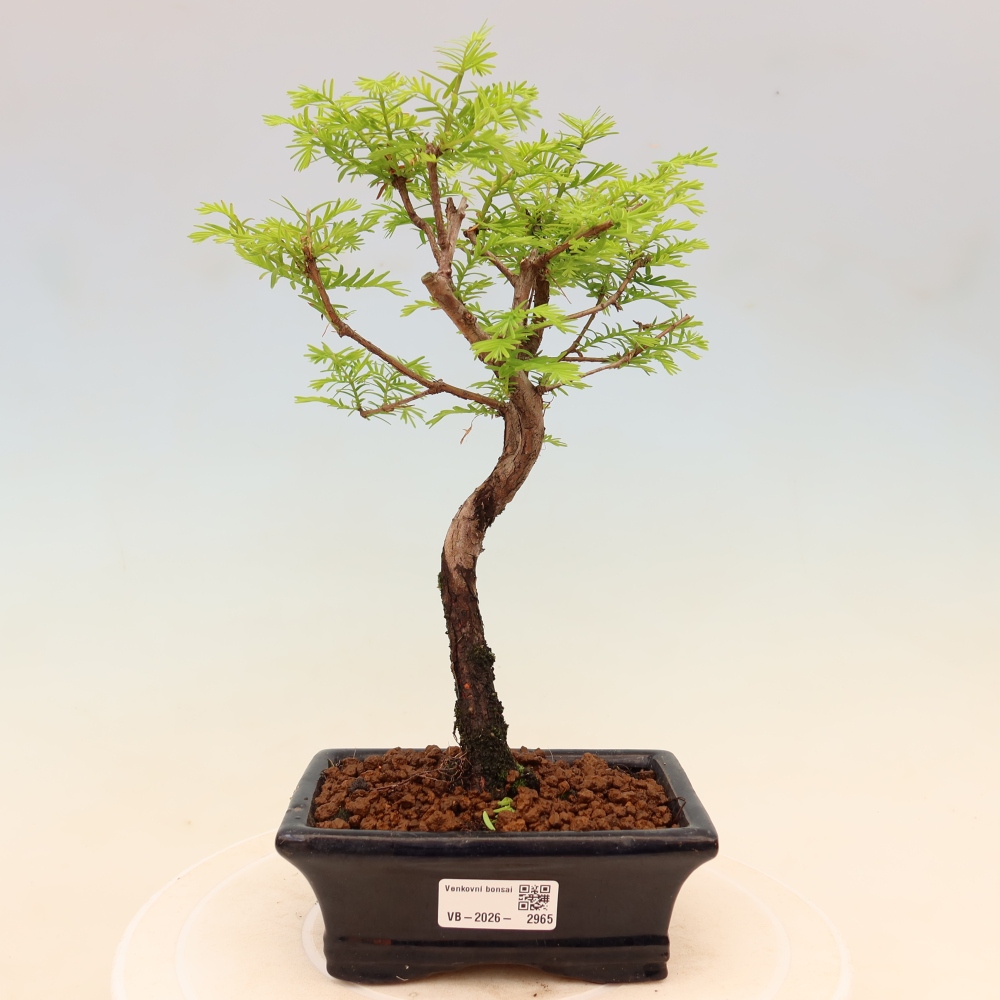 Outdoor bonsai - Metasequoia glyptostroboides - Chinese Metasequoia