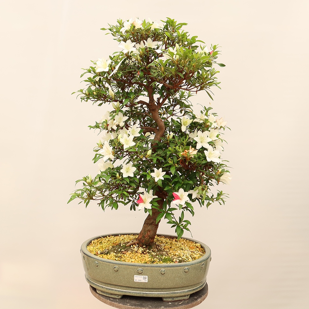 Outdoor bonsai - Japanese azalea - Azalea CHIHIRO