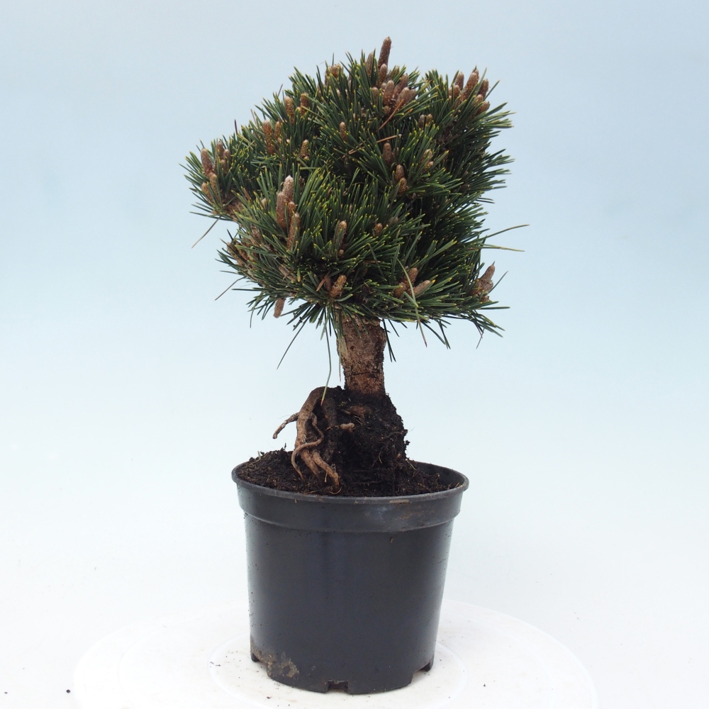 Outdoor bonsai - Pinus thunbergii senjyumaru - Thunbergia pine