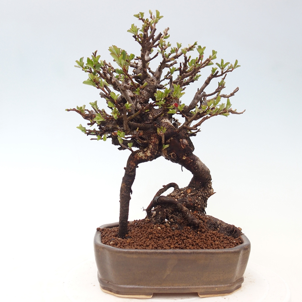 Outdoor bonsai - Chaneomeles speciosa - Quince