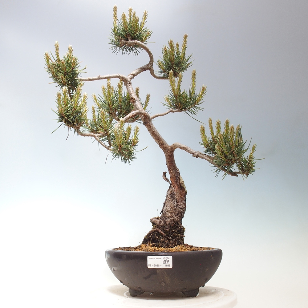 Outdoor bonsai - Pinus Sylvestris - Scots pine