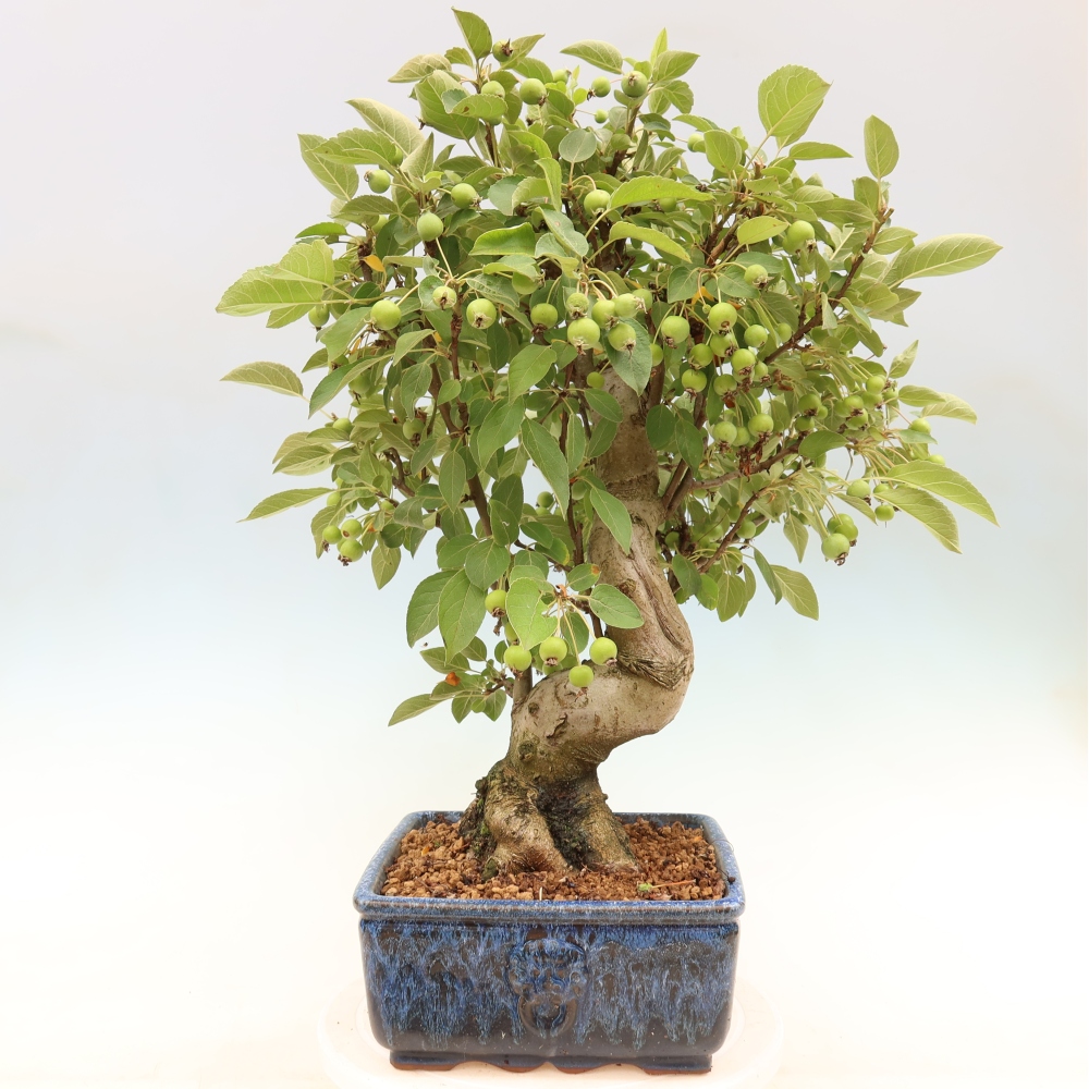 Outdoor bonsai -Malus halliana - Small-fruited apple tree