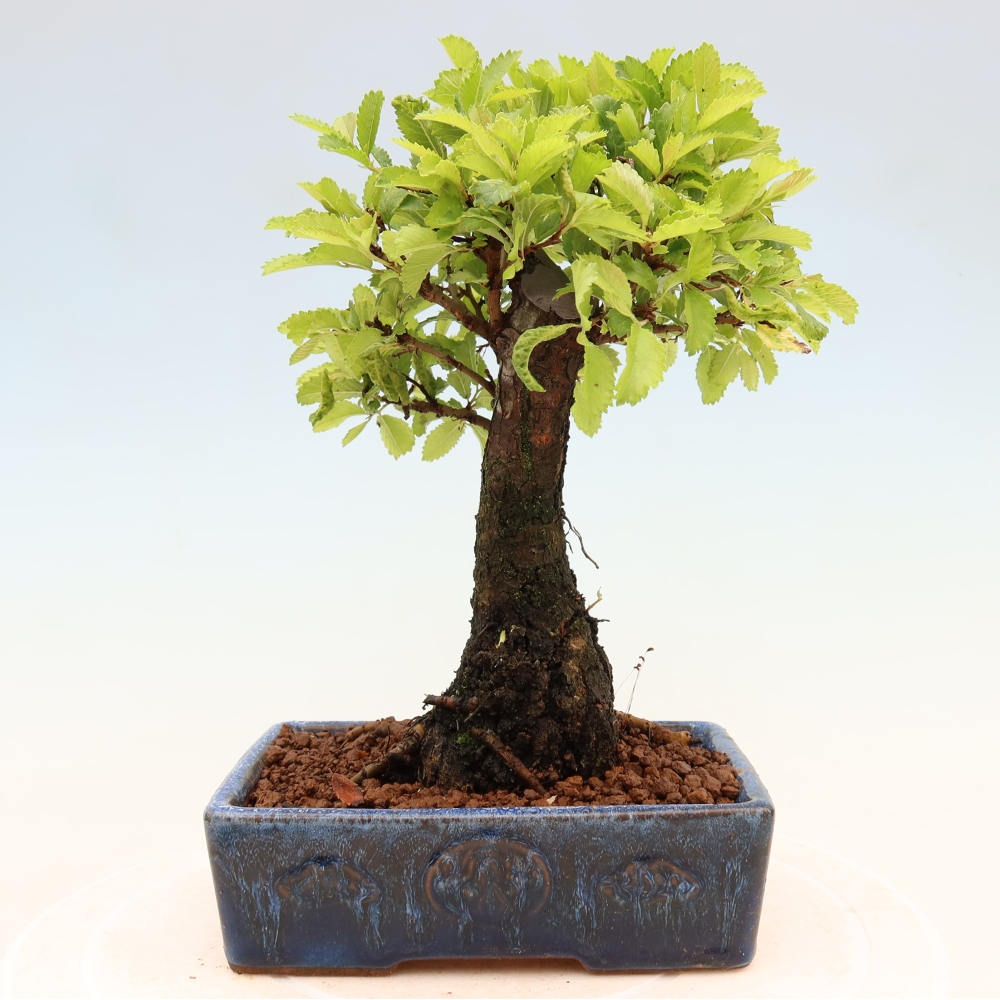 Outdoor bonsai - Zelkova - Zelkova NIRE