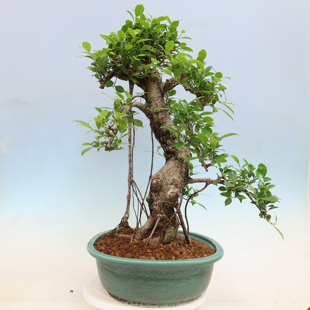 Room bonsai - Ficus kimmen - small-leaved ficus