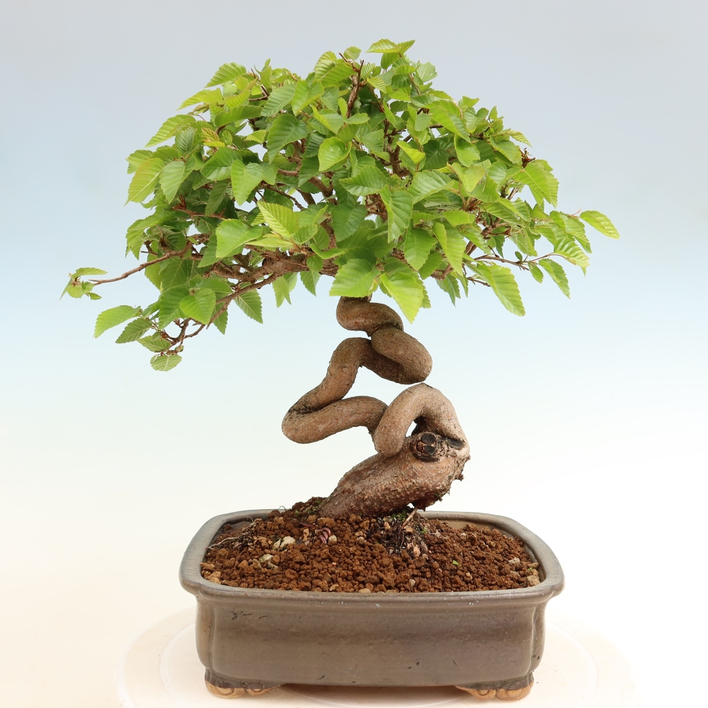 Outdoor bonsai -Carpinus coreana - Korean Hornbeam