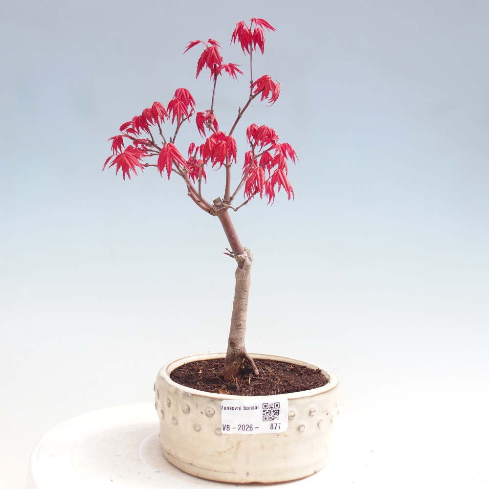 Outdoor bonsai - Acer palmatum DESHOJO