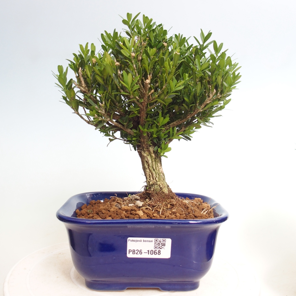 Room bonsai - Buxus harlandii - cork buxus