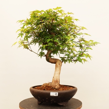 Bonsaje | The largest bonsai centre in the Czech Republic since 1979 - e- bonsai.com