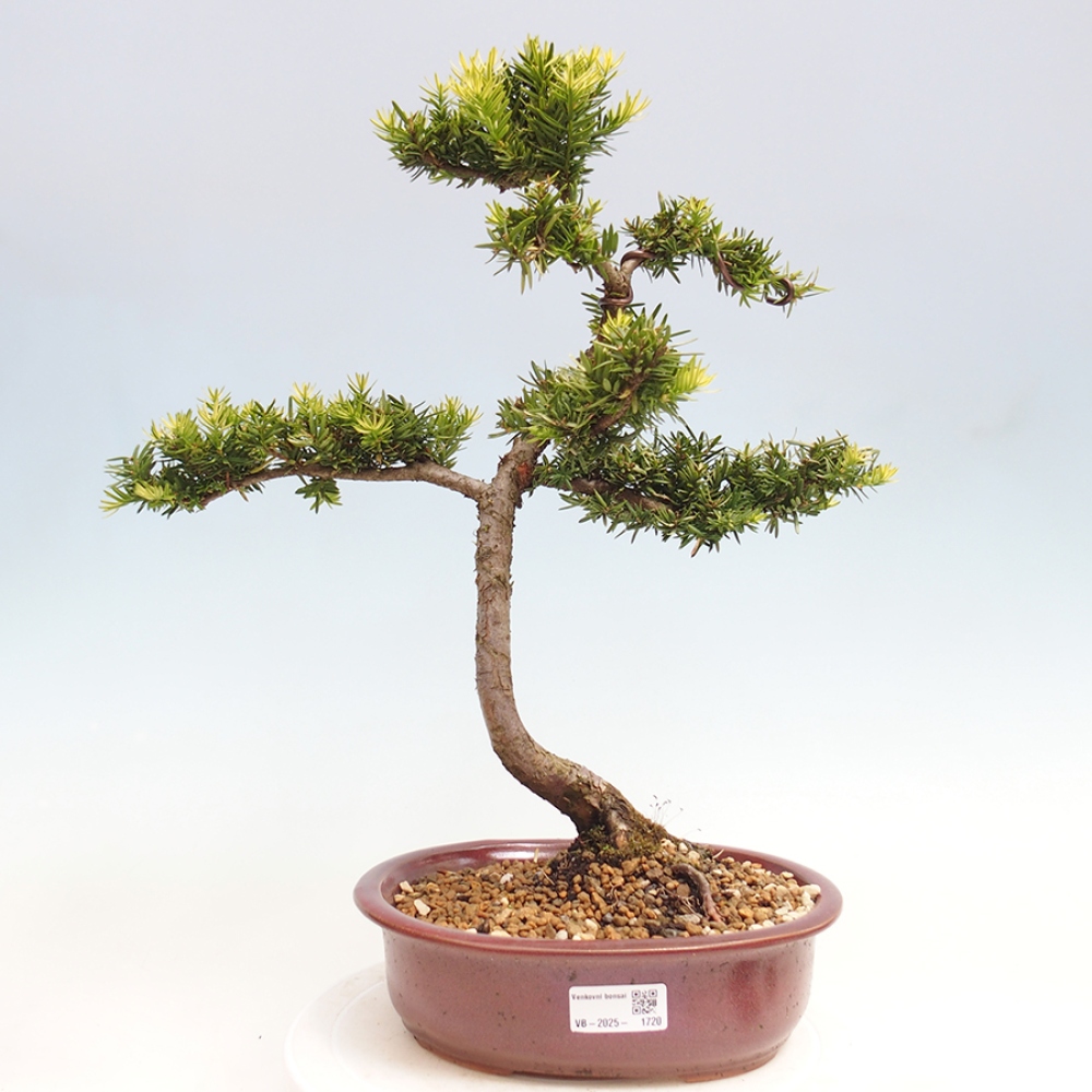 Outdoor bonsai - Taxus cuspidata - Japanese yew