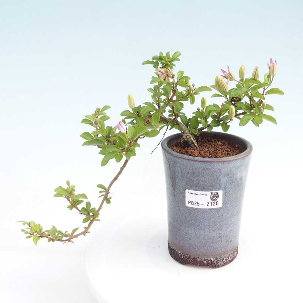 Indoor bonsai - Grewia occidentalis - Lavender star