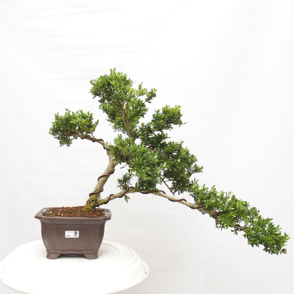 Indoor bonsai - Ilex crenata - Holly