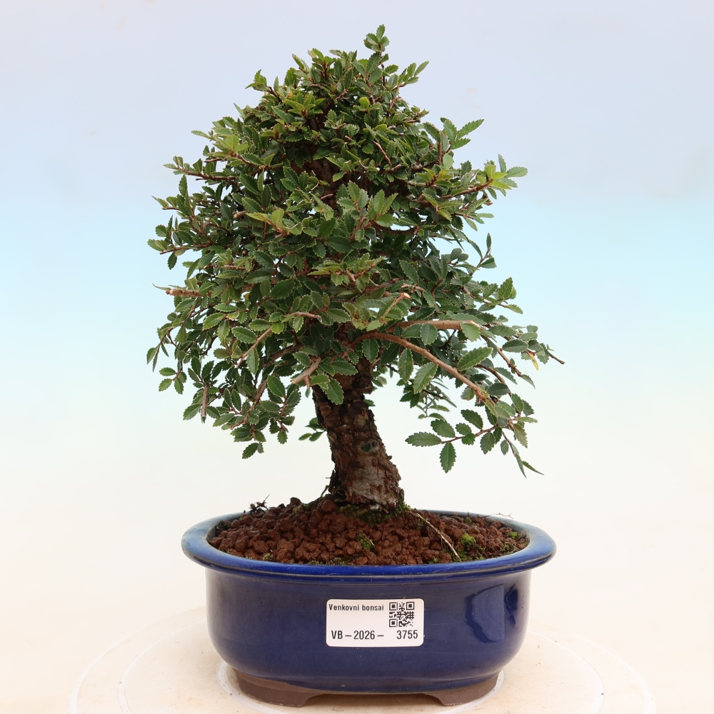 Outdoor bonsai - Zelkova - Zelkova NIRE