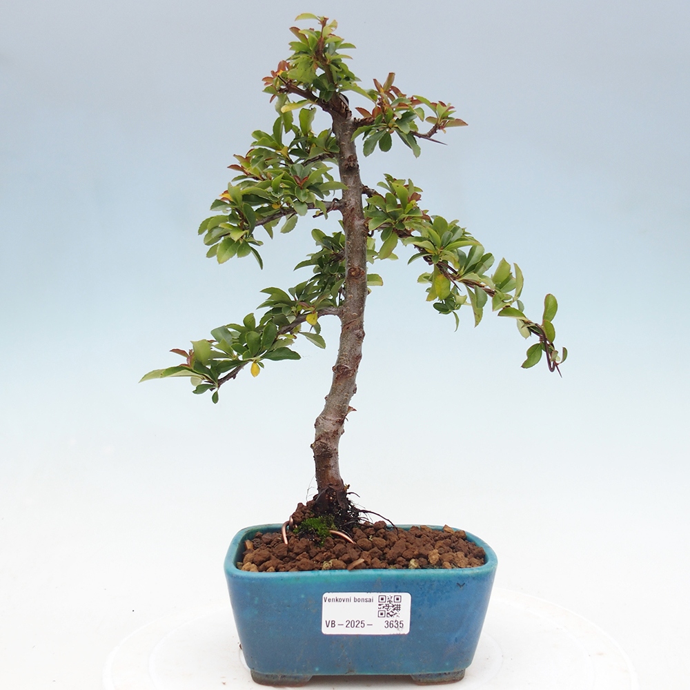 Outdoor Bonsai-Pyracanta Teton -Bakery