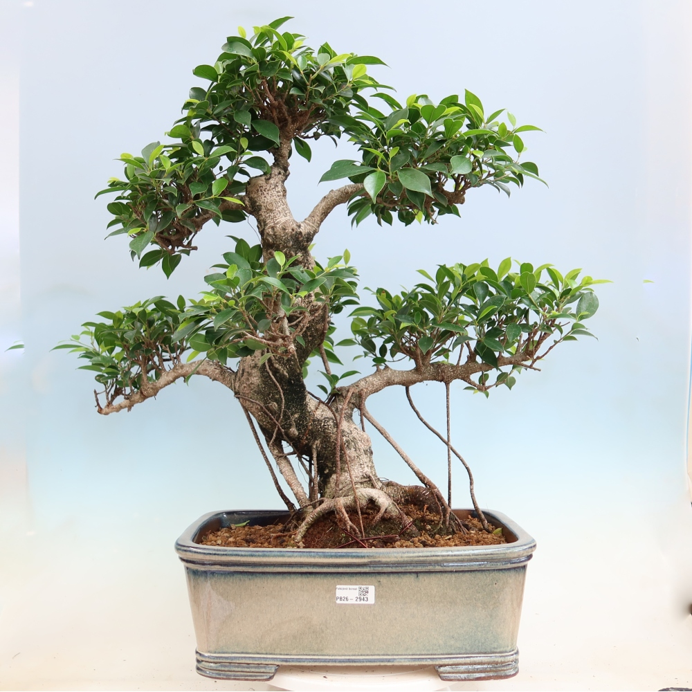 Room bonsai - Ficus kimmen - small-leaved ficus