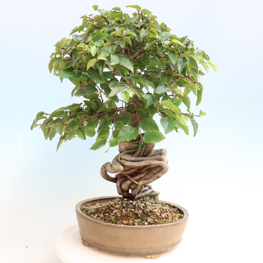 Outdoor bonsai -Carpinus CARPINOIDES - Korean Hornbeam