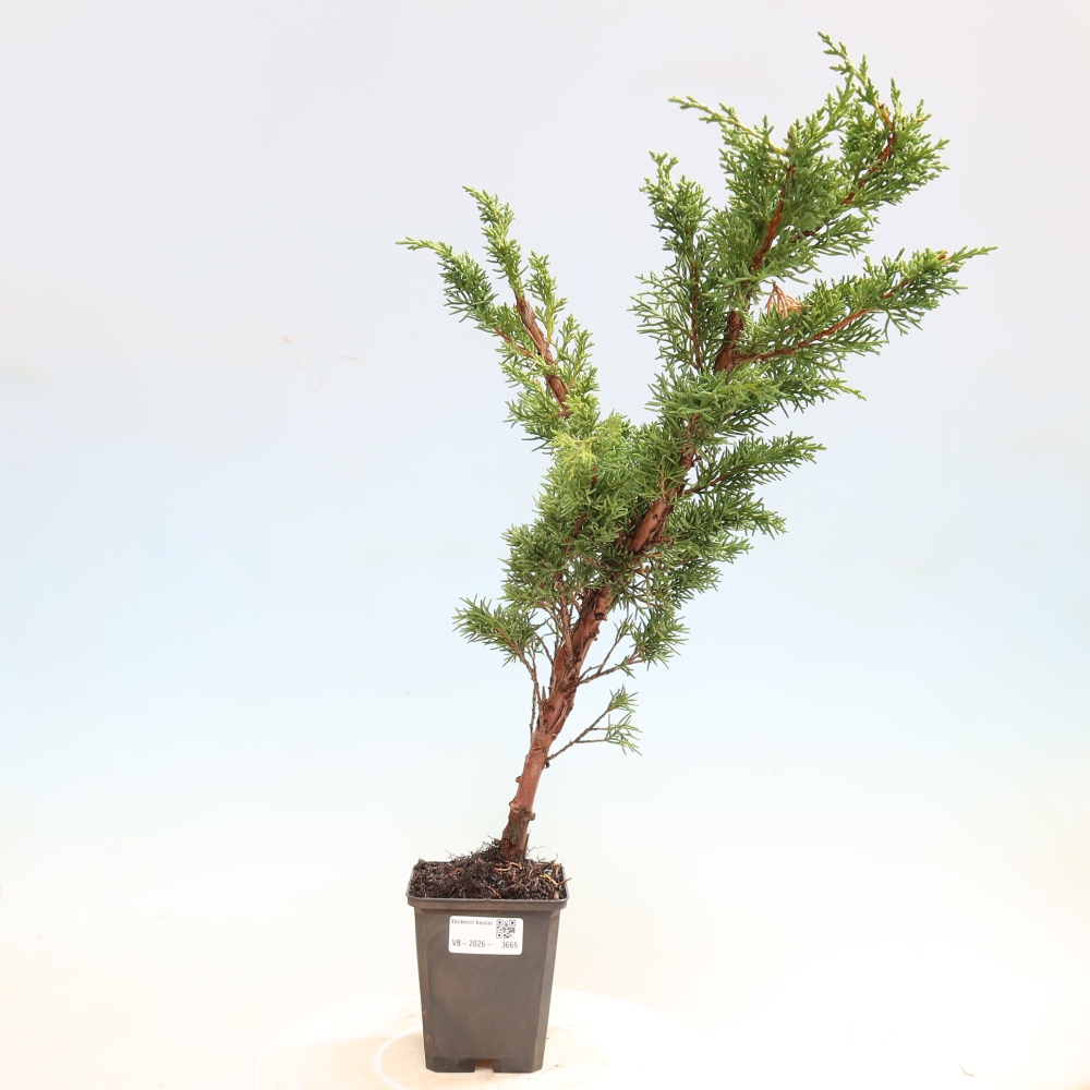 Outdoor bonsai - Juniperus chinensis Kishu