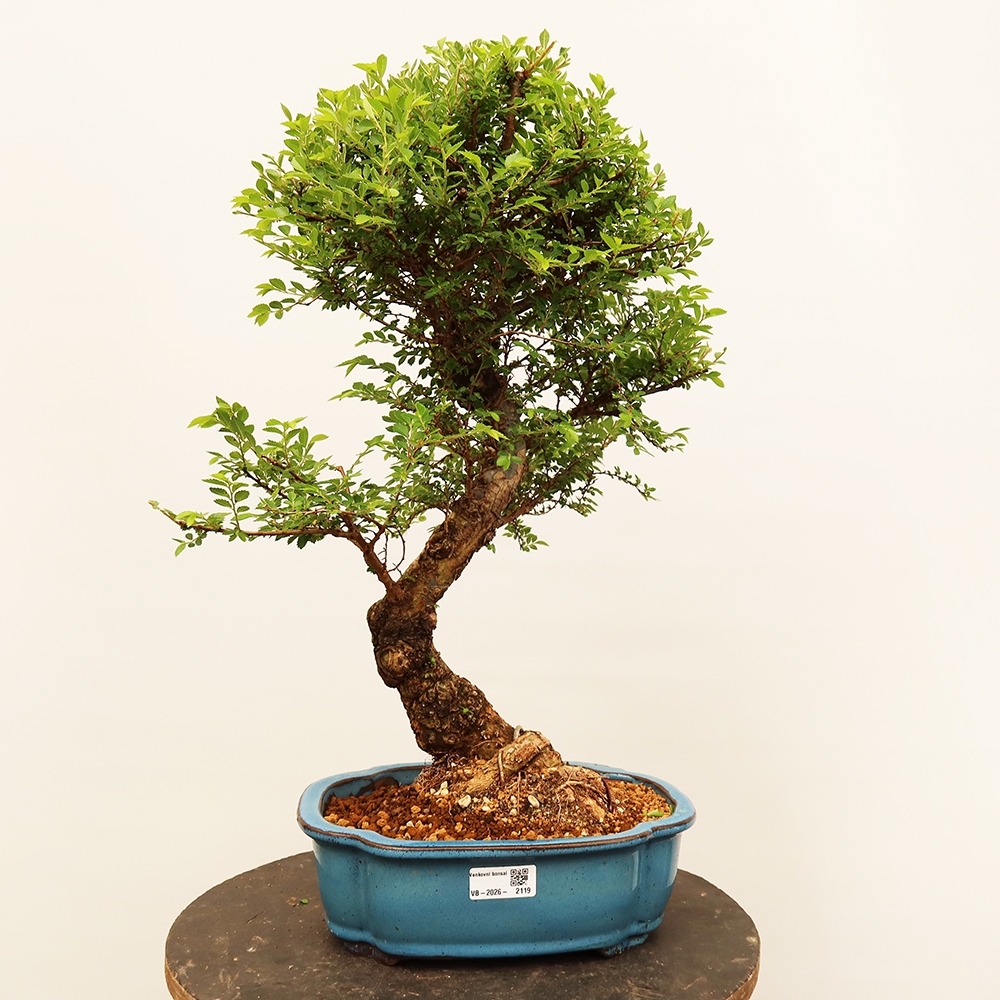 Outdoor bonsai - Zelkova - Zelkova NIRE