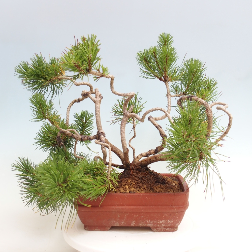 Outdoor bonsai - Pinus Mugo - Pine