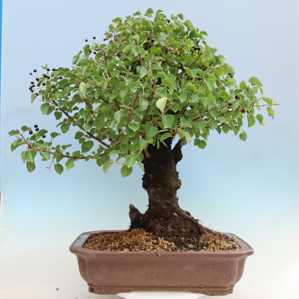 Outdoor Bonsai - Mahaleb Cherry - Prunus mahaleb