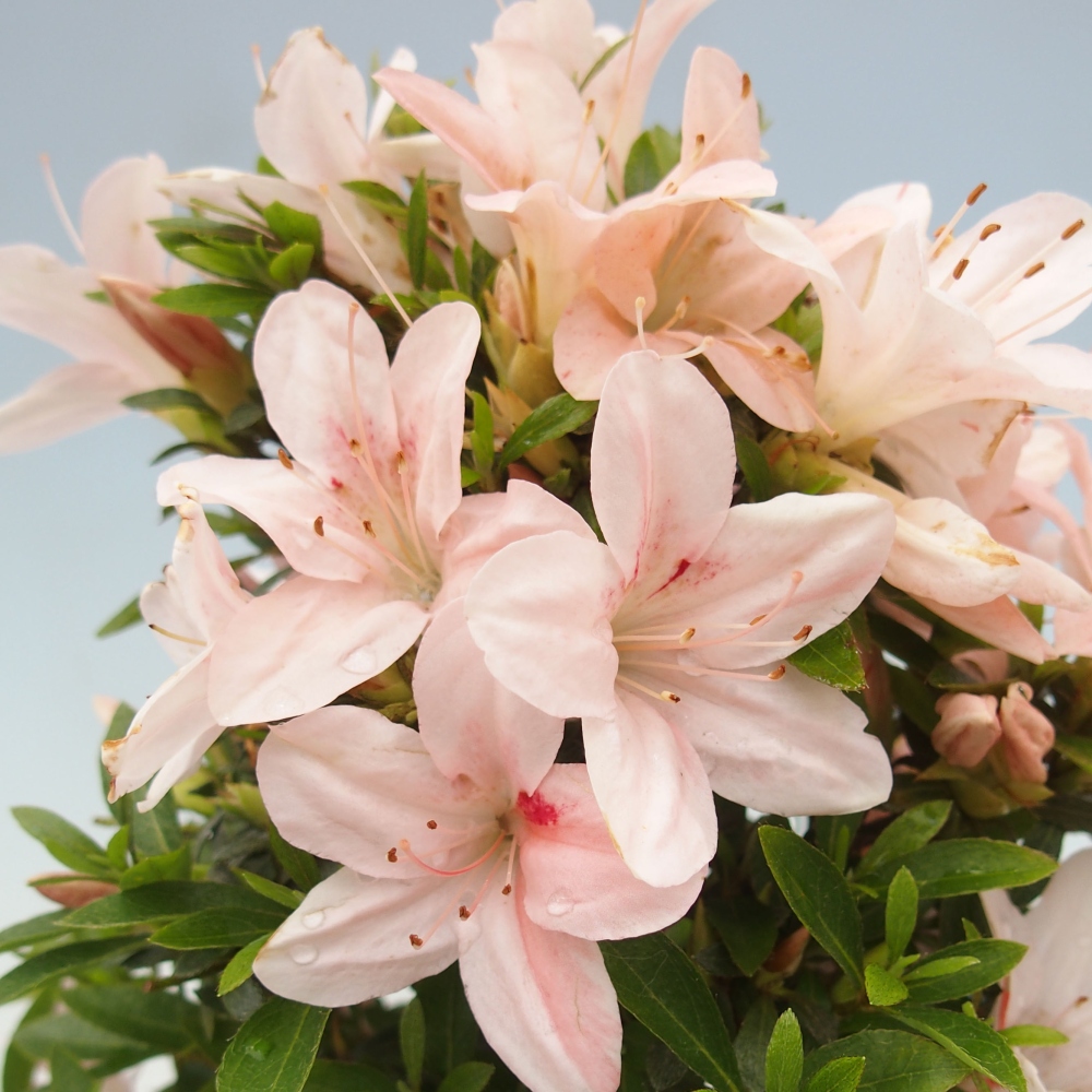 Outdoor bonsai - Japanese azalea - Azalea Nikko