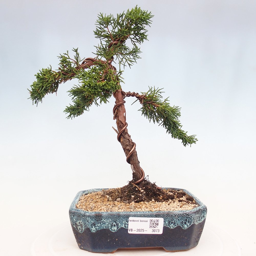 Outdoor bonsai - Juniperus chinensis Kishu - Chinese Juniper
