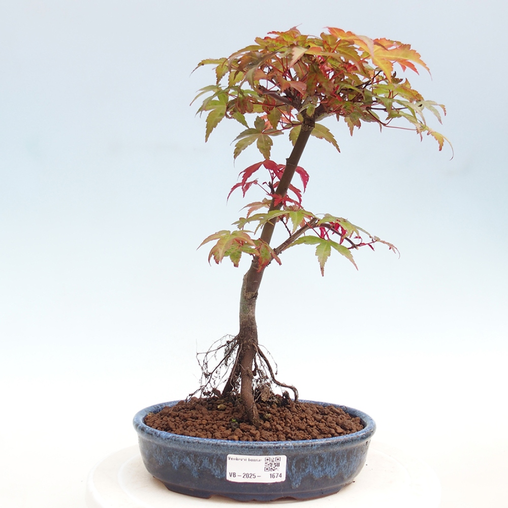Outdoor bonsai - dlanitolistý Maple - Acer palmatum DESHOJO