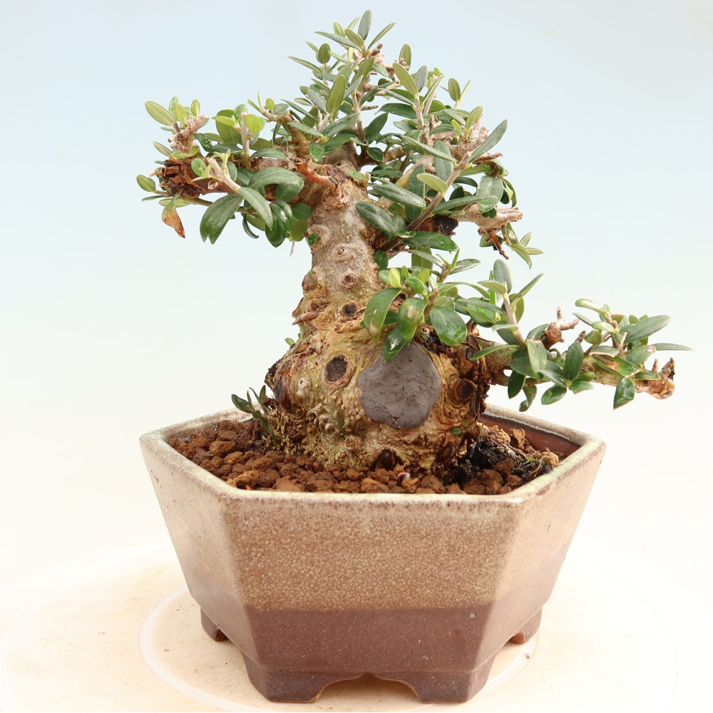 Indoor bonsai - Olea europaea sylvestris