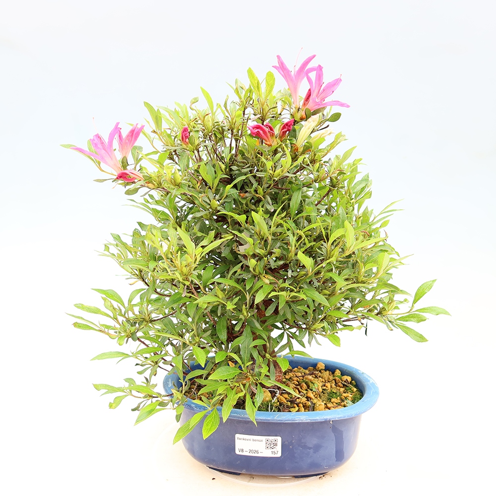 Outdoor bonsai - Japanese Azalea - Azalea Ryusen