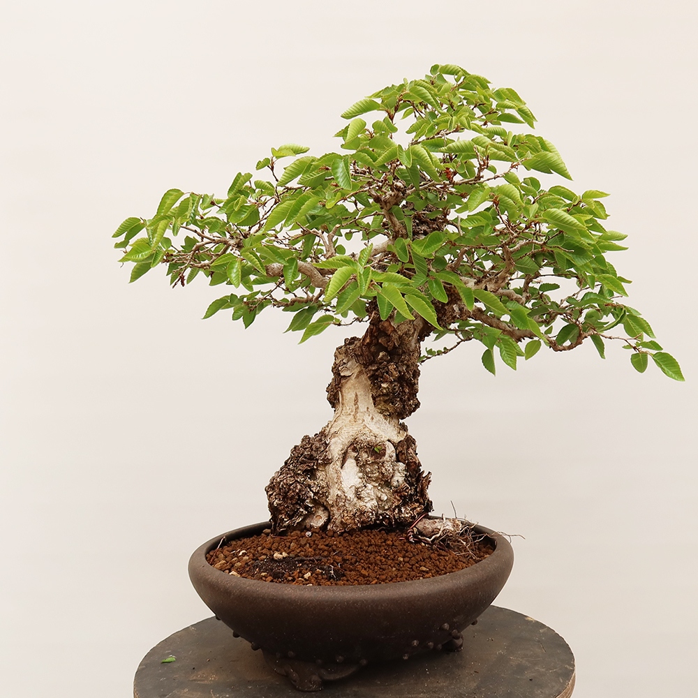 Outdoor bonsai - Carpinus Coreana - Korean hornbeam