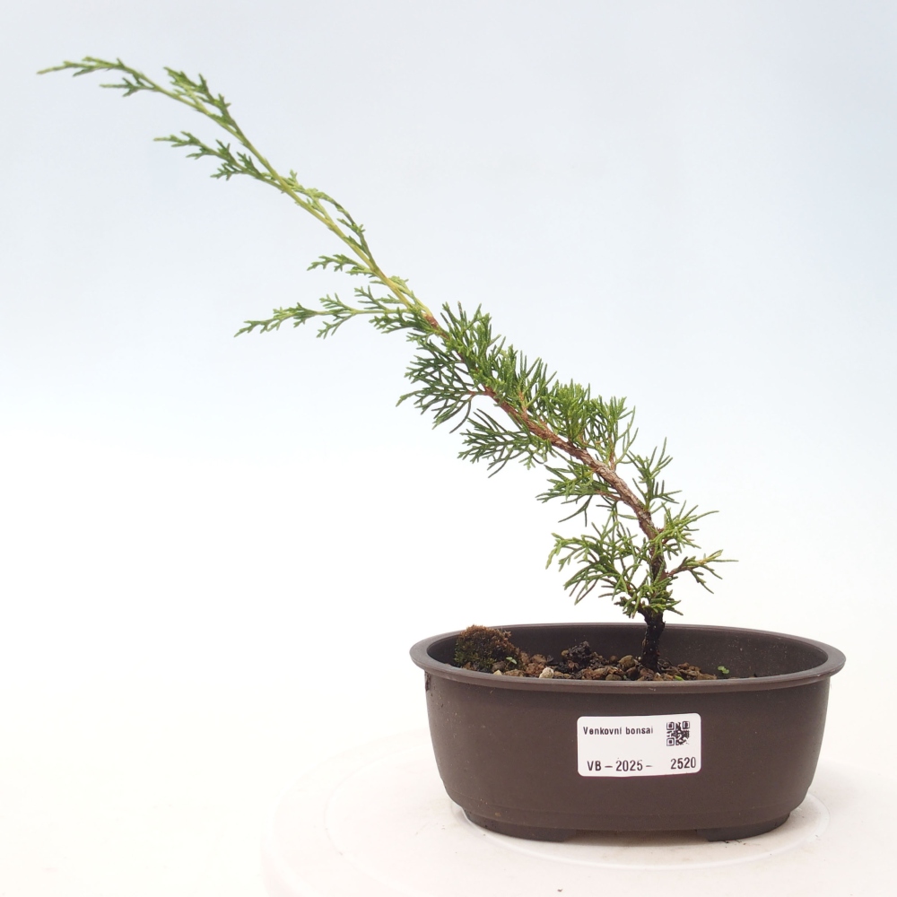 Outdoor bonsai - Juniperus chinensis Itoigawa - Chinese juniper