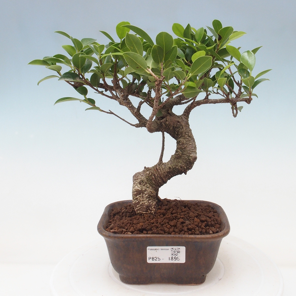 Indoor bonsai - Ficus retusa - small ficus