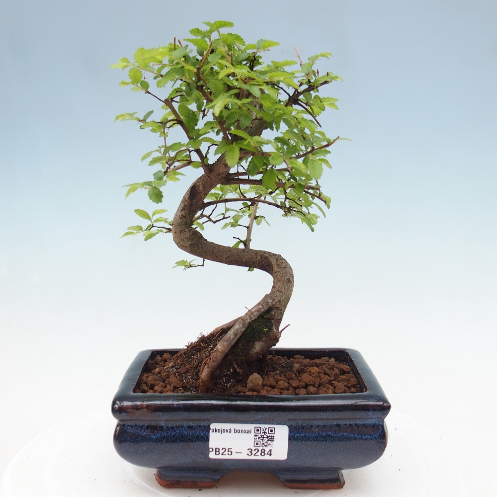 Room bonsai - Ulmus parvifolia - Small-leaved elm