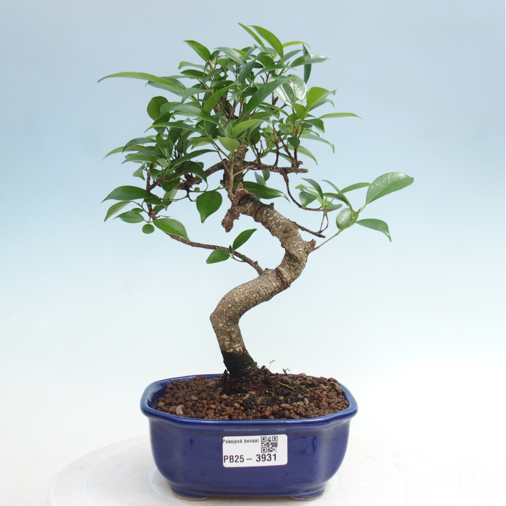 Room bonsai - Ficus retusa - small-leaved ficus