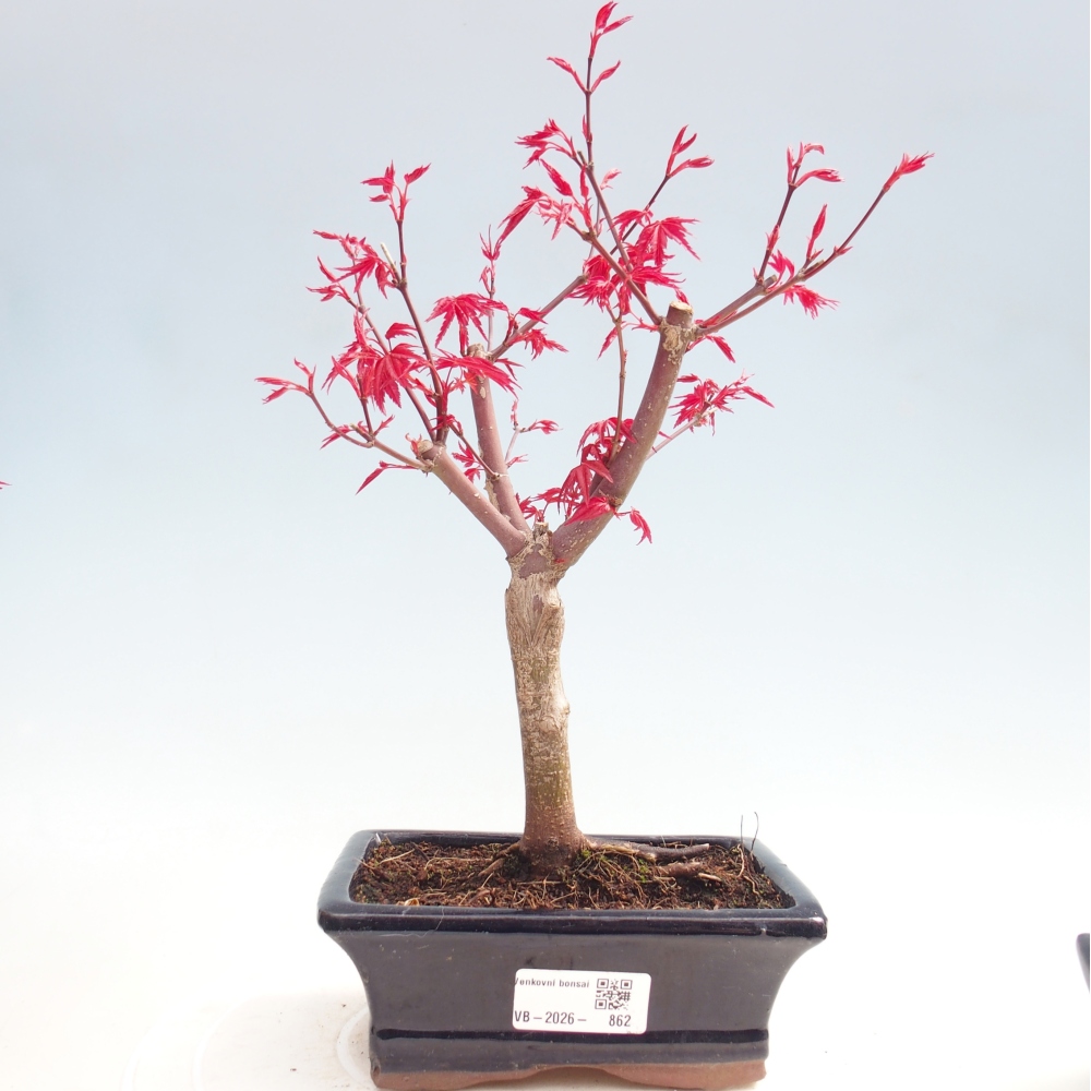 Outdoor bonsai - Acer palmatum DESHOJO