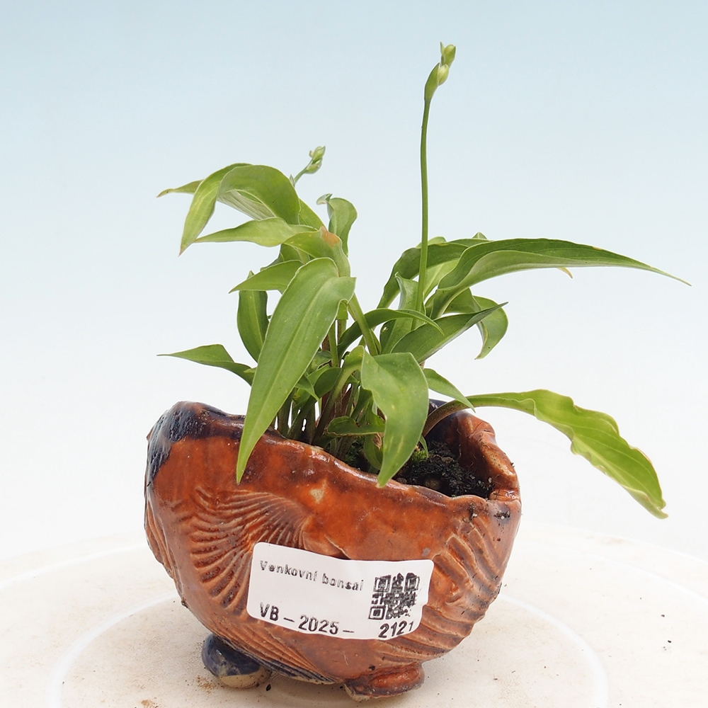 Outdoor bonsai - Mini Hosta - Goddess