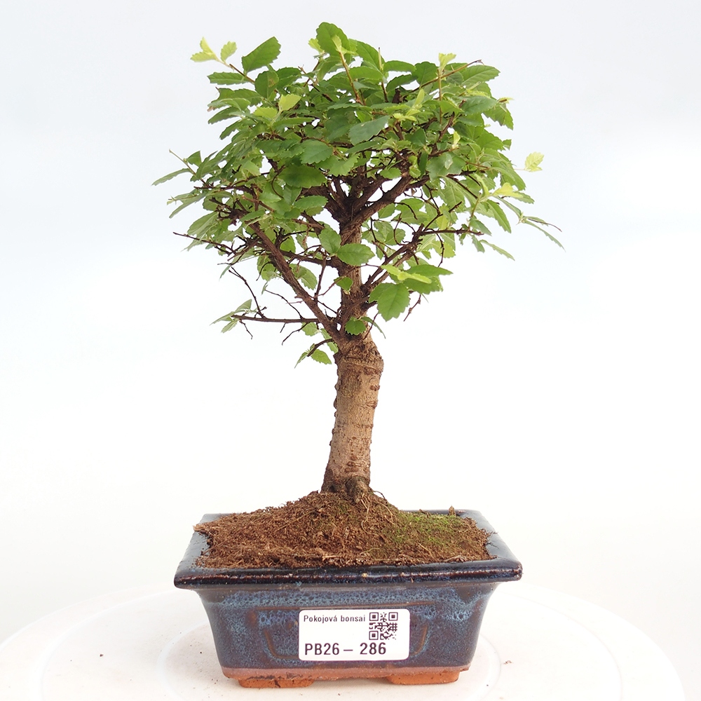 Room bonsai - Ulmus parvifolia - Small-leaved elm