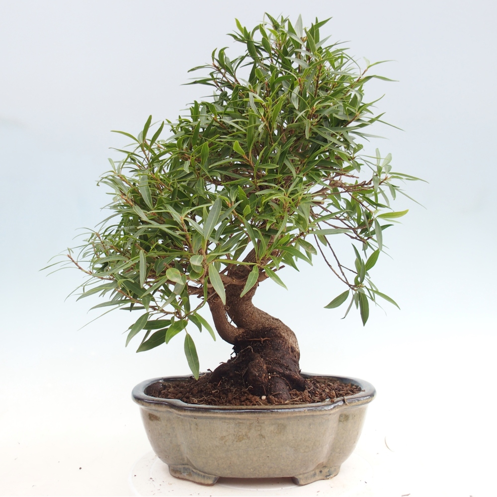 Room bonsai - Ficus nerifolia - small-leaved ficus