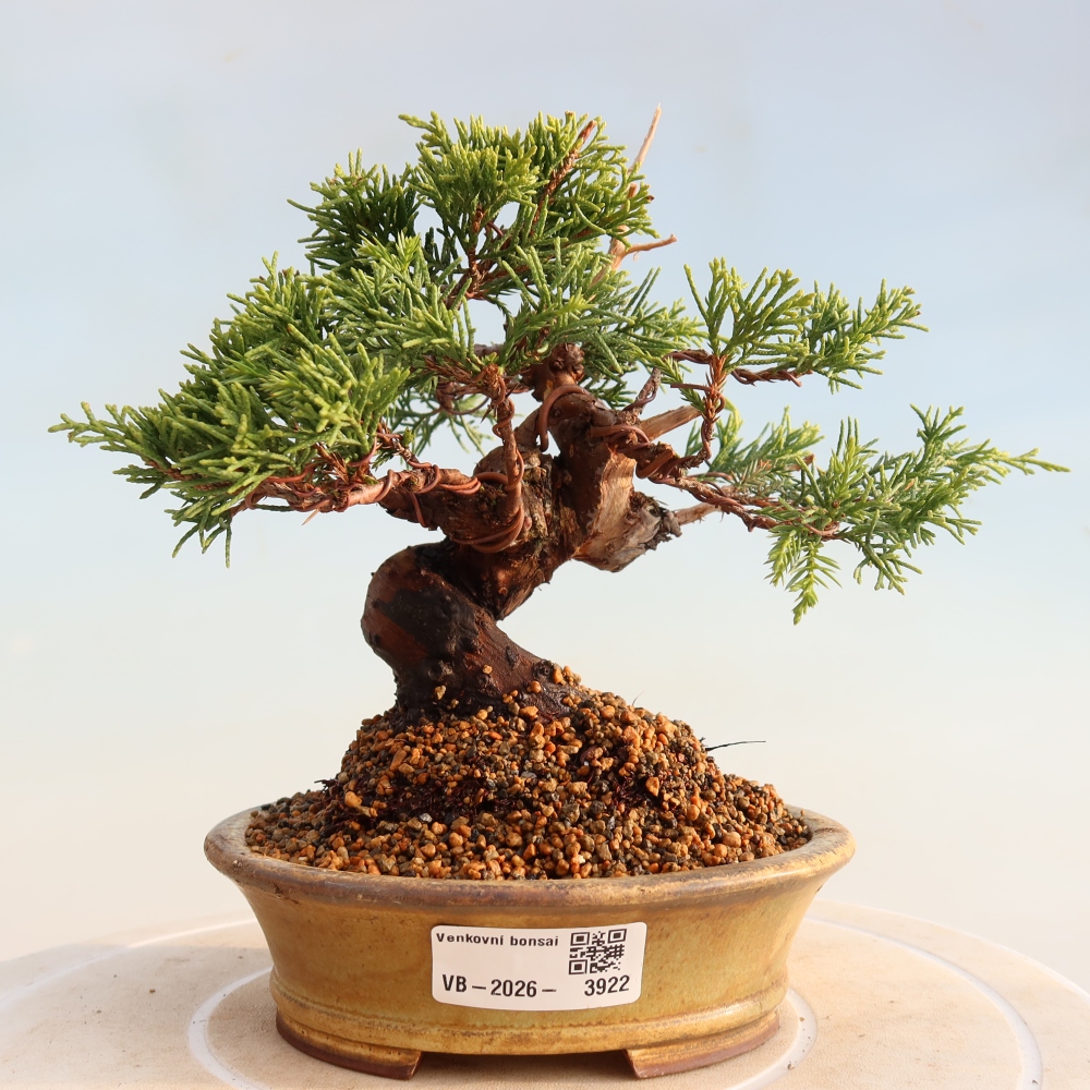Outdoor bonsai - Juniperus chinensis Itoigawa - Chinese juniper