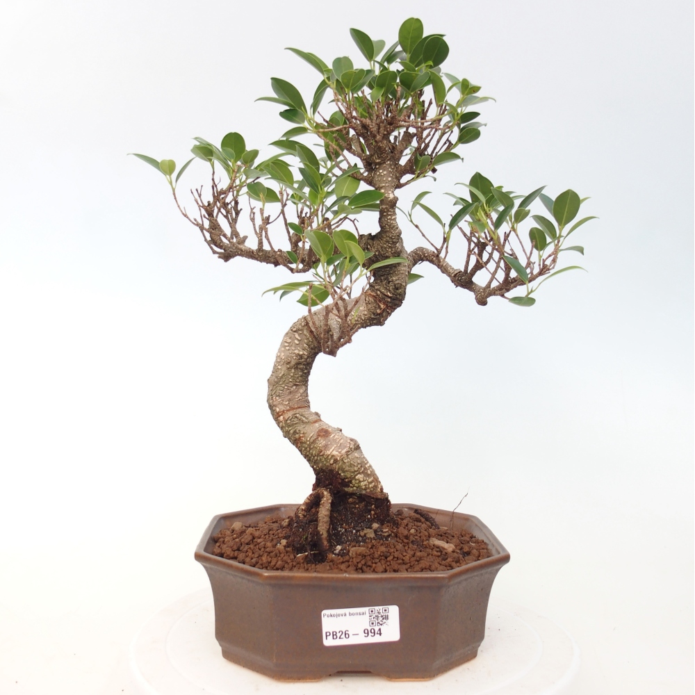 Room bonsai - Ficus retusa - small-leaved ficus