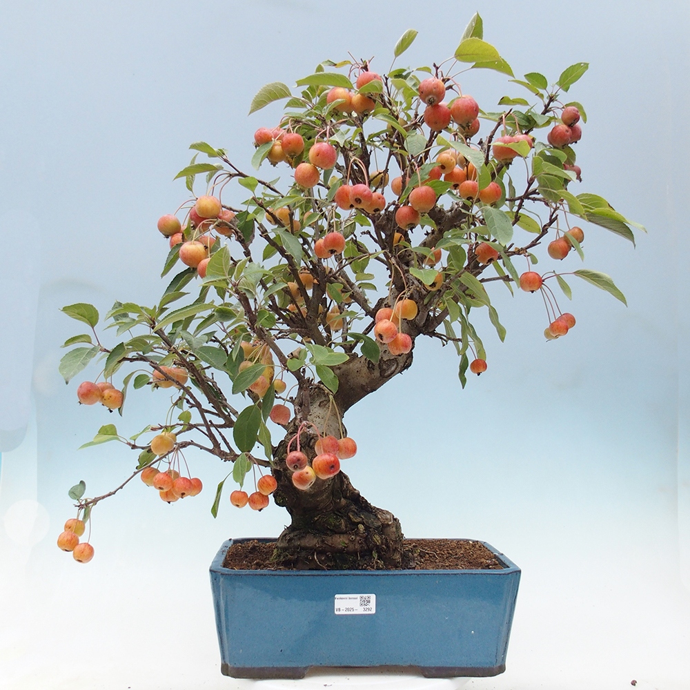 Outdoor bonsai - Malus halliana - Small-fruited apple tree