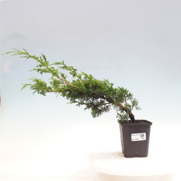 Outdoor bonsai - Juniperus chinensis Itoigawa - e-bonsai.com