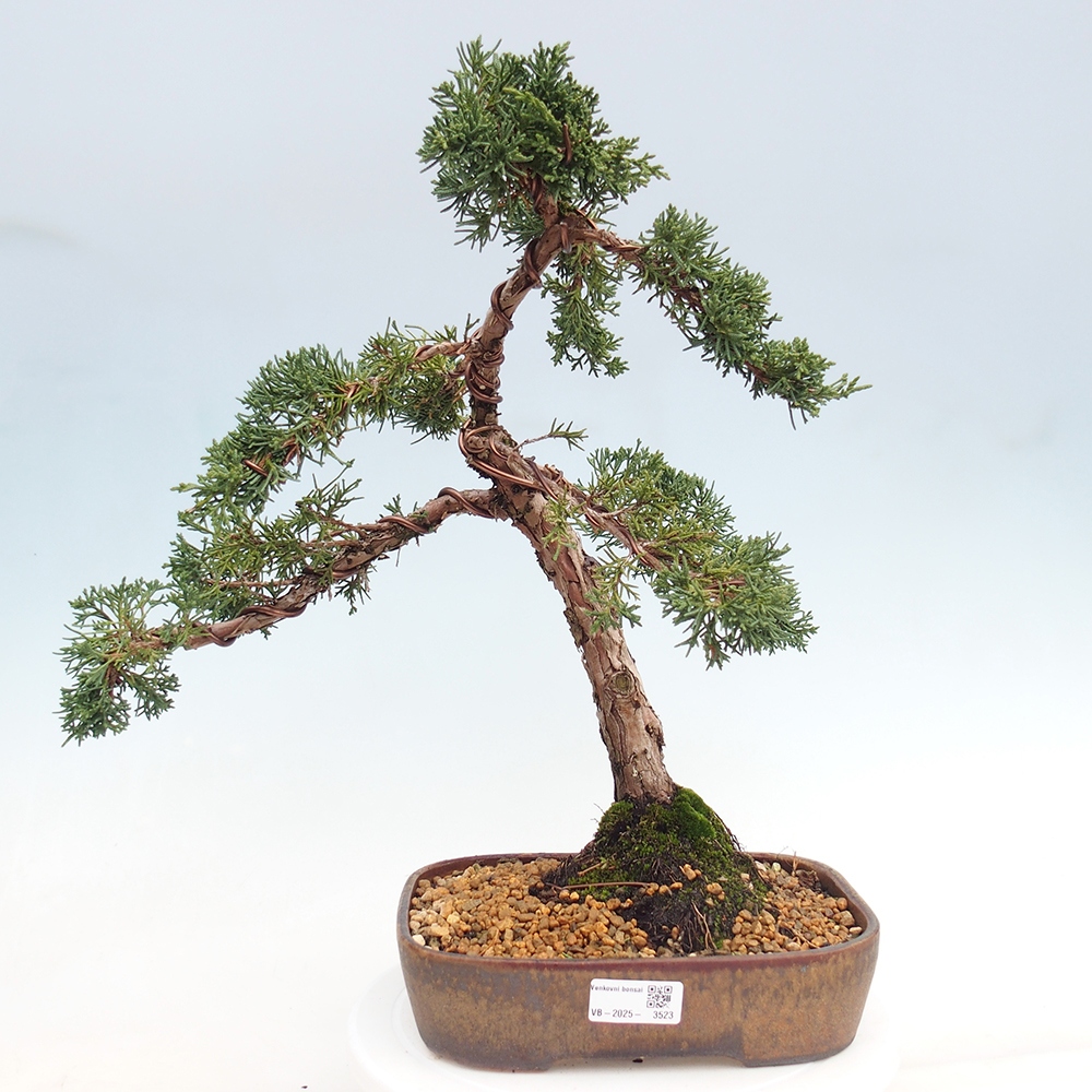 Outdoor bonsai - Juniperus chinensis Kishu