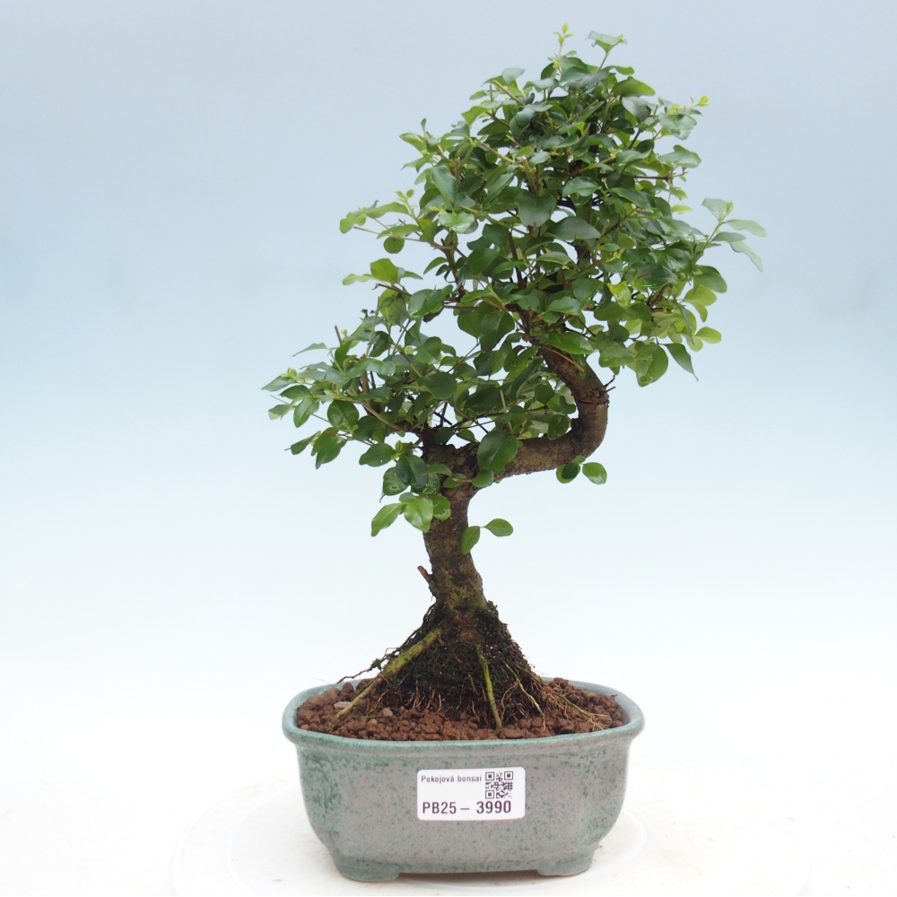Room bonsai -Ligustrum chinensis - Birds Beak
