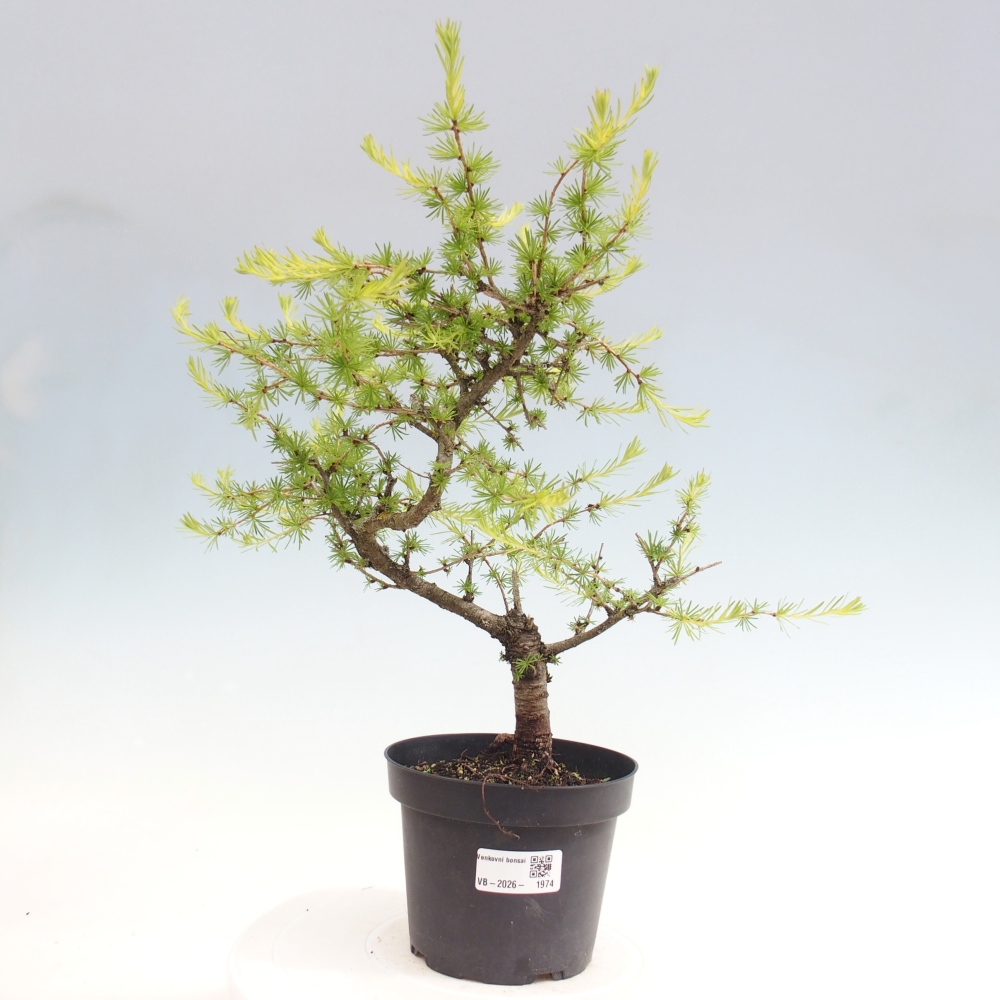 Outdoor bonsai -Larix decidua - Larch