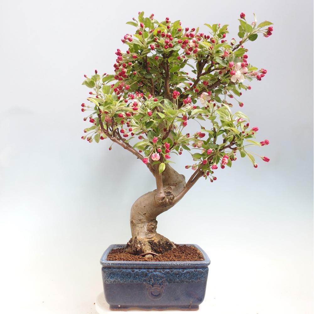 Outdoor bonsai -Malus halliana - Small-fruited apple tree