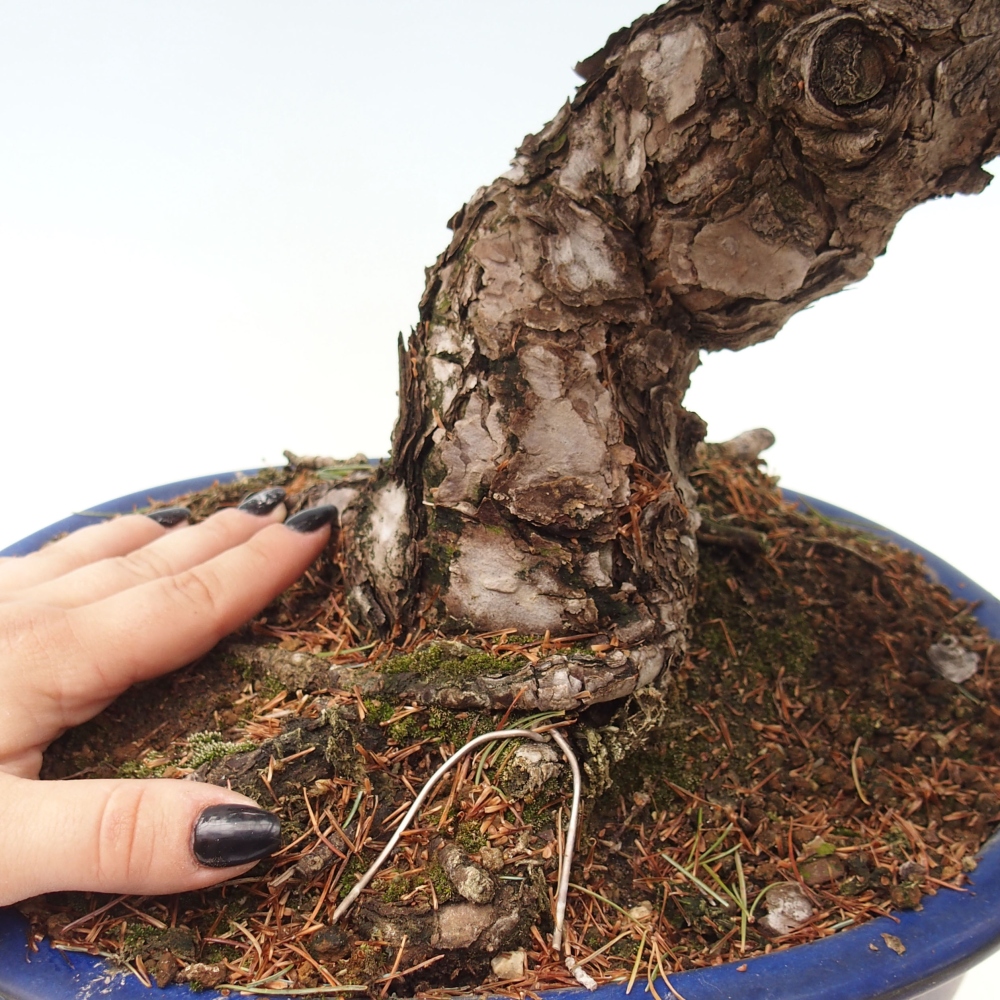 Outdoor bonsai - Pinus parviflora - Small pine tree