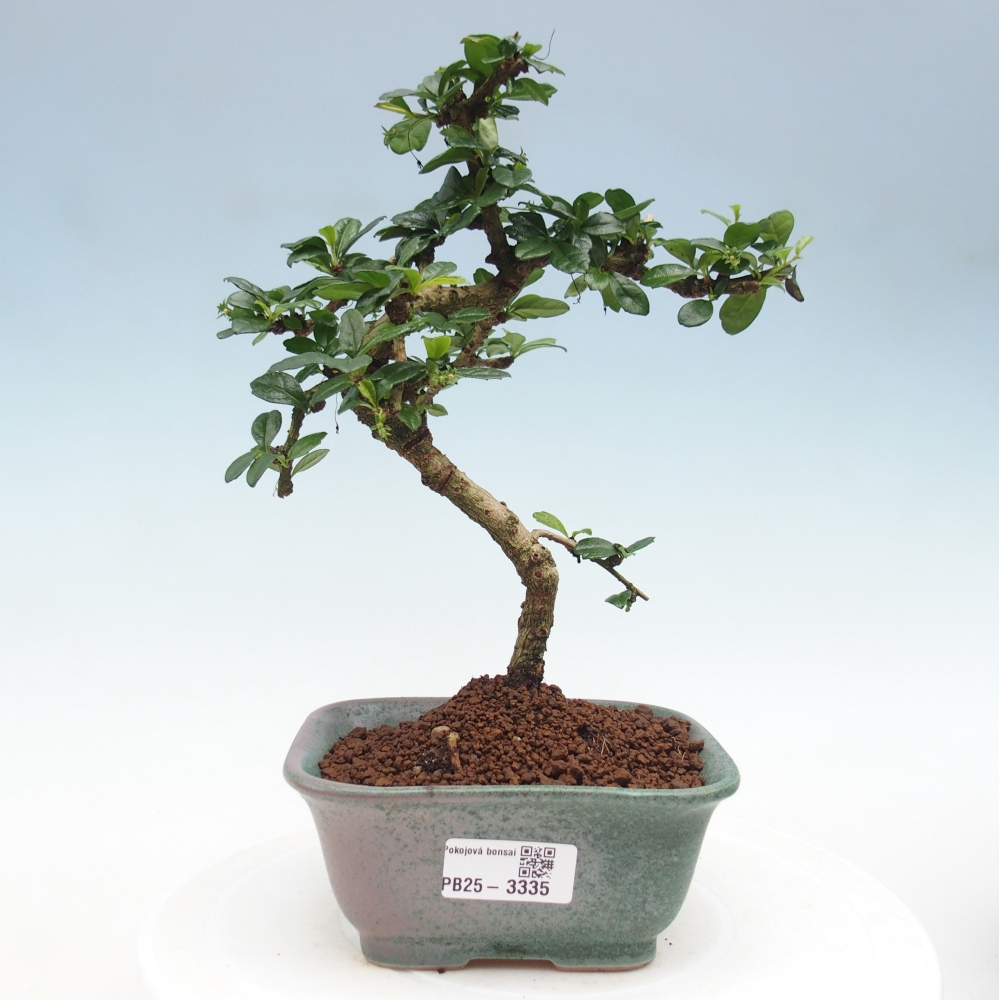 Indoor bonsai - Carmona macrophylla - Fuki tea