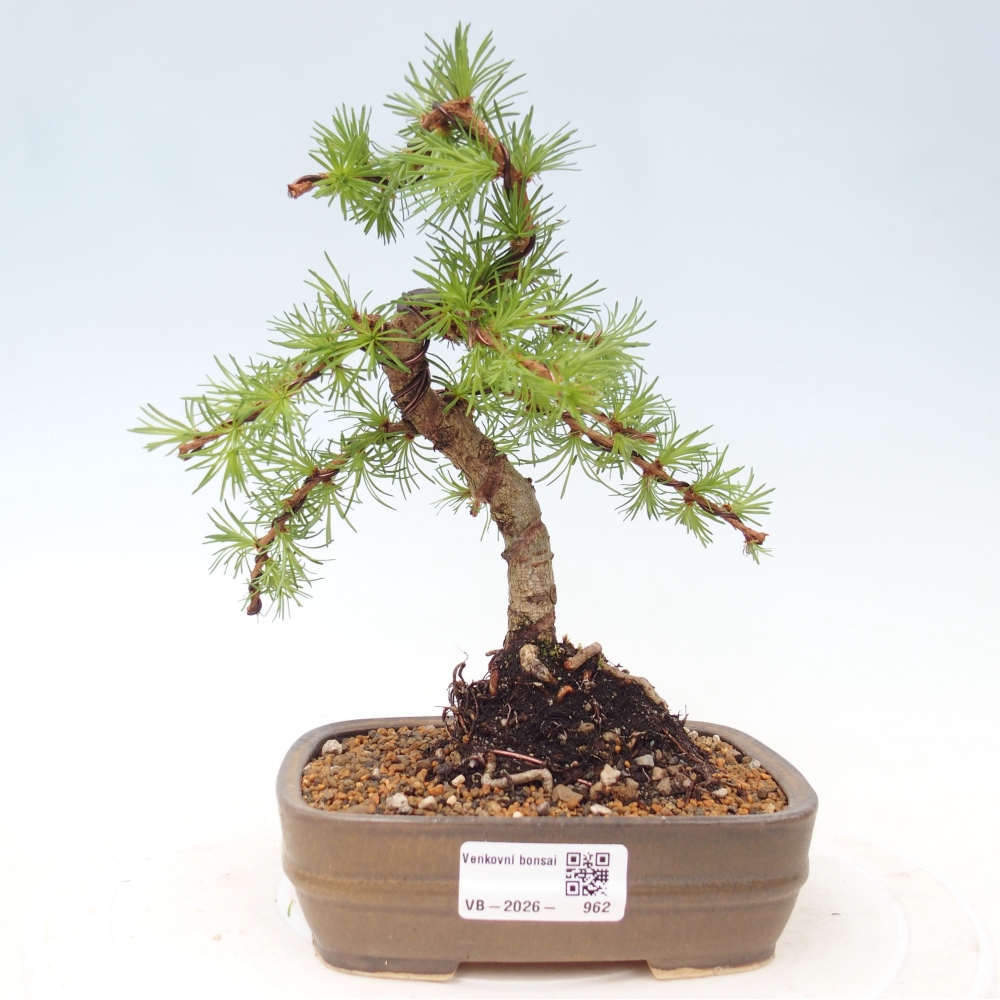Outdoor bonsai - Larix Kaempferi - Japanese Larch