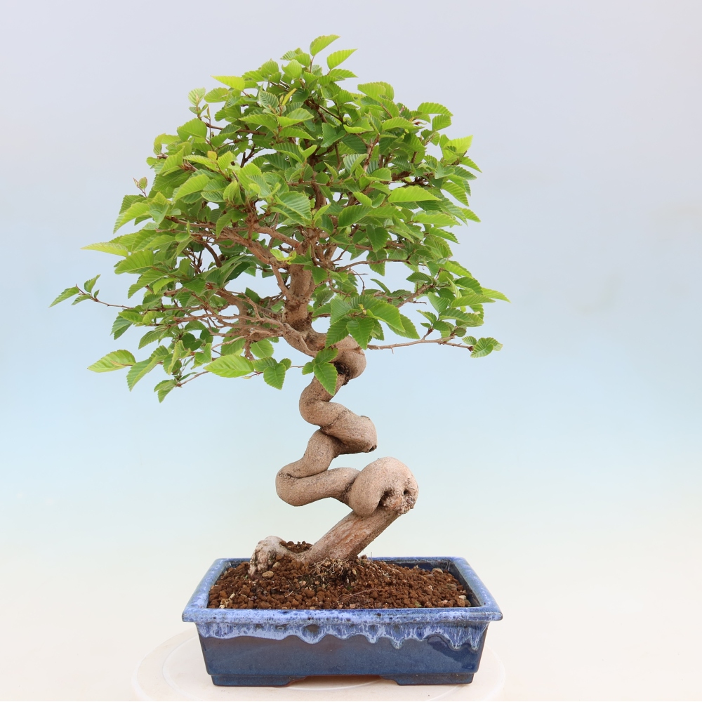 Outdoor bonsai -Carpinus coreana - Korean Hornbeam