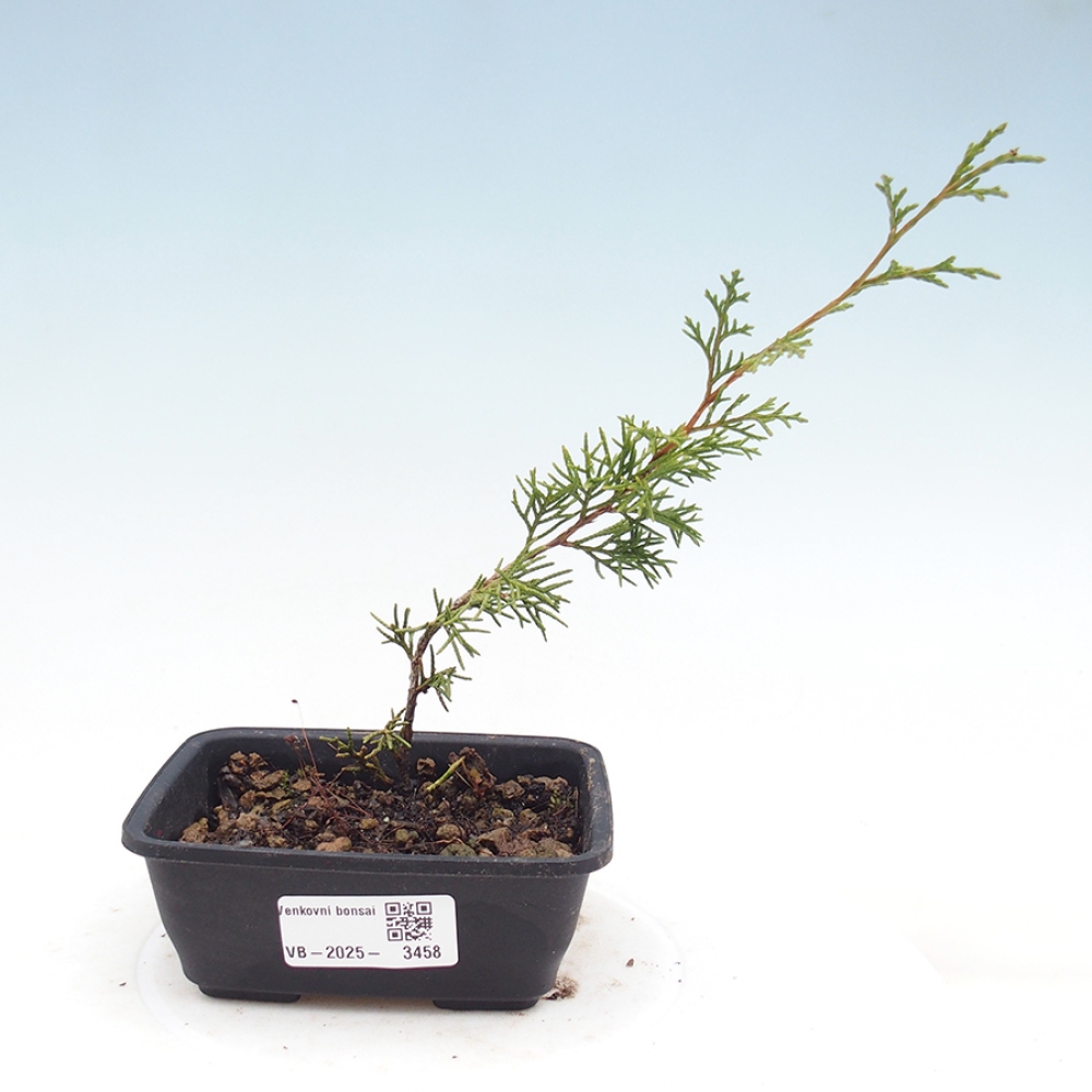 Outdoor bonsai - Juniperus chinensis Itoigawa - Chinese juniper